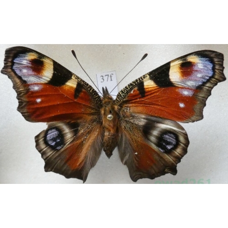 Aglais io (Linnaeus, 1758) Rusałka pawik Czech37f